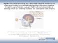 Figure 4 The mechanism through which light inhibits melatonin secretion by the pineal gland involving the neural pathway originating in the retina and passing through the suprachiasmatic nucleus in the brain, to reach pinealocytes via adrenergic nerves