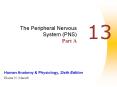 The Peripheral Nervous System PNS