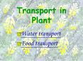 Transport in Plant