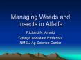Managing Weeds and Insects in Alfalfa