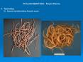 PHYLUM NEMATODA: Round Worms