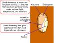 Seed dormancy is important for plant survival. It ensures that seed will germinate only under optima