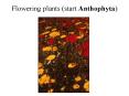 Flowering plants start Anthophyta
