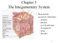 Chapter 5 The Integumentary System