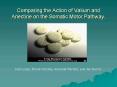 Comparing the Action of Valium and Anectine on the Somatic Motor Pathway.