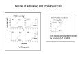 The role of activating and inhibitory FcR