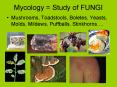 Mycology Study of FUNGI