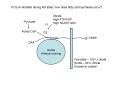 Suppression of fatty acid synthase promoter by polyunsaturated fatty acids