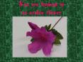 You are looking at an azalea flower.