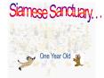 Siamese Sanctuary. . .