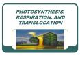 PHOTOSYNTHESIS, RESPIRATION, AND TRANSLOCATION