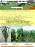 All cereals can be grazed at any time from early 