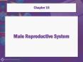 Male Reproductive System