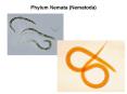 Phylum Nemata Nematoda