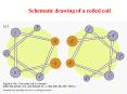 Schematic drawing of a coiled coil
