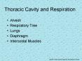 Thoracic Cavity and Respiration