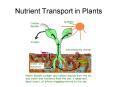 Nutrient Transport in Plants