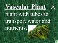 Vascular Plant A plant with tubes to transport water and nutrients.