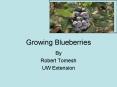 Growing Blueberries