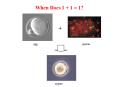 Fertilization Slide Show