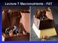 Lecture 7 Macronutrients FAT