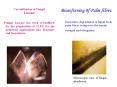 Fungal Laccase has been crystallized for the preparation of CLEC for the industrial applications lik