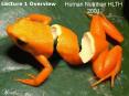 11595 Human Nutrition