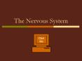 The Nervous System