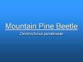 Mountain Pine Beetle