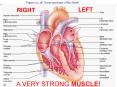 Figure 19'4E Gross anatomy of the heart