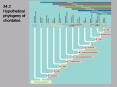 34'2 Hypothetical phylogeny of chordates