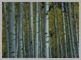 A FORESTS SECRETS