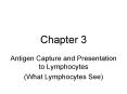 Antigen Capture and Presentation to Lymphocytes