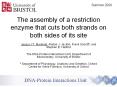 The assembly of a restriction enzyme that cuts both strands on both sides of its site