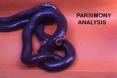 Lecture 3   Introduction to characters and parsimony analysis