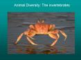 Animal Diversity: The invertebrates