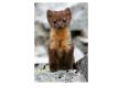 Although I like baby animal slides, I also like
