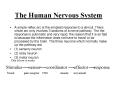 The Human Nervous System