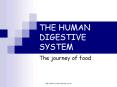 THE HUMAN DIGESTIVE SYSTEM