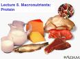 Lecture 5' Macronutrients: Protein