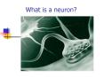 What is a neuron
