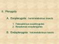 II' Pterygota A' Exopterygota: hemimetabolous insects 1' Paleopterous exopterygotes 2' Neopterous ex