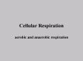 Cellular Respiration