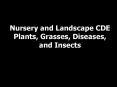 Nursery and Landscape CDE Plants, Grasses, Diseases, and Insects