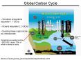 Global Carbon Cycle