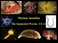 Phylum Annelida