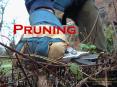 Pruning