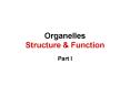 Organelles Structure