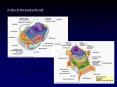 A view of the eukaryotic cell: