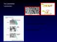 The Cytoskeleton